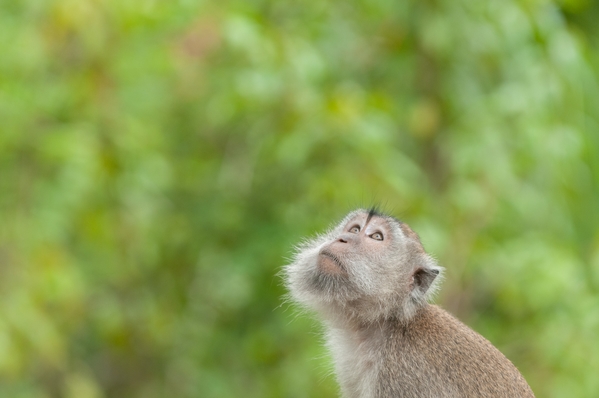 A monkey, Bako National Park