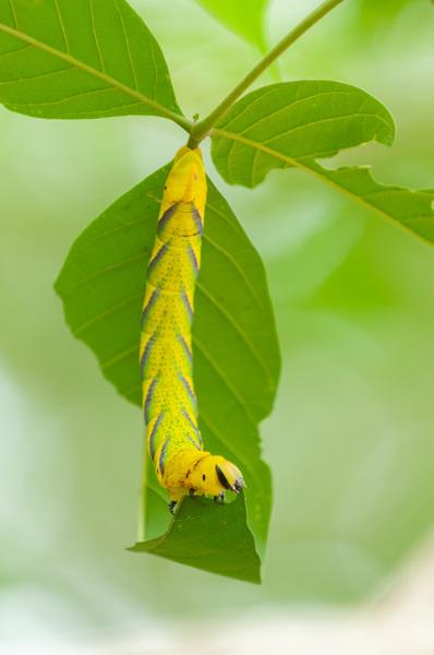 Giant caterpillar, Bako National Park