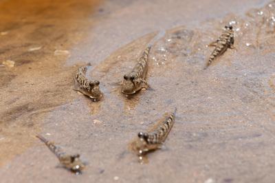 Mudskippers, Bako National Park 