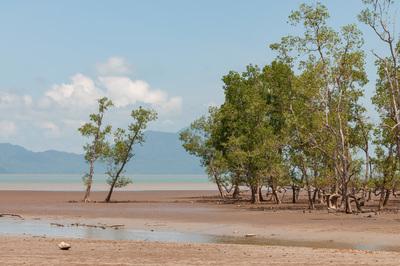 Bako National Park, mangroves