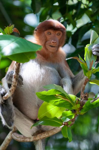 Proboscis monkey, Bako National Park