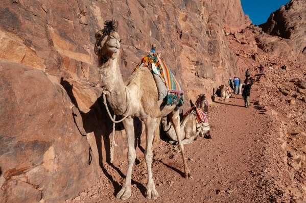 Mount Sinai - The Camel Trail