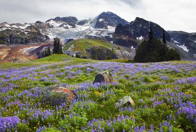 Image of Emerald Ridge, Mount Rainier National Park - Emerald Ridge, Mount Rainier National Park
