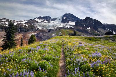 pictures of Mount Rainier National Park - Emerald Ridge, Mount Rainier National Park