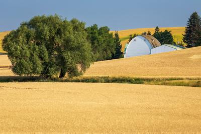 pictures of Palouse - Berger Road Barn View