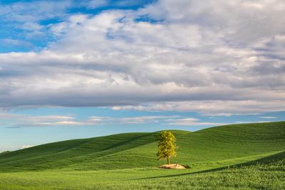 images of Palouse - Bald Butte Road Lone Tree
