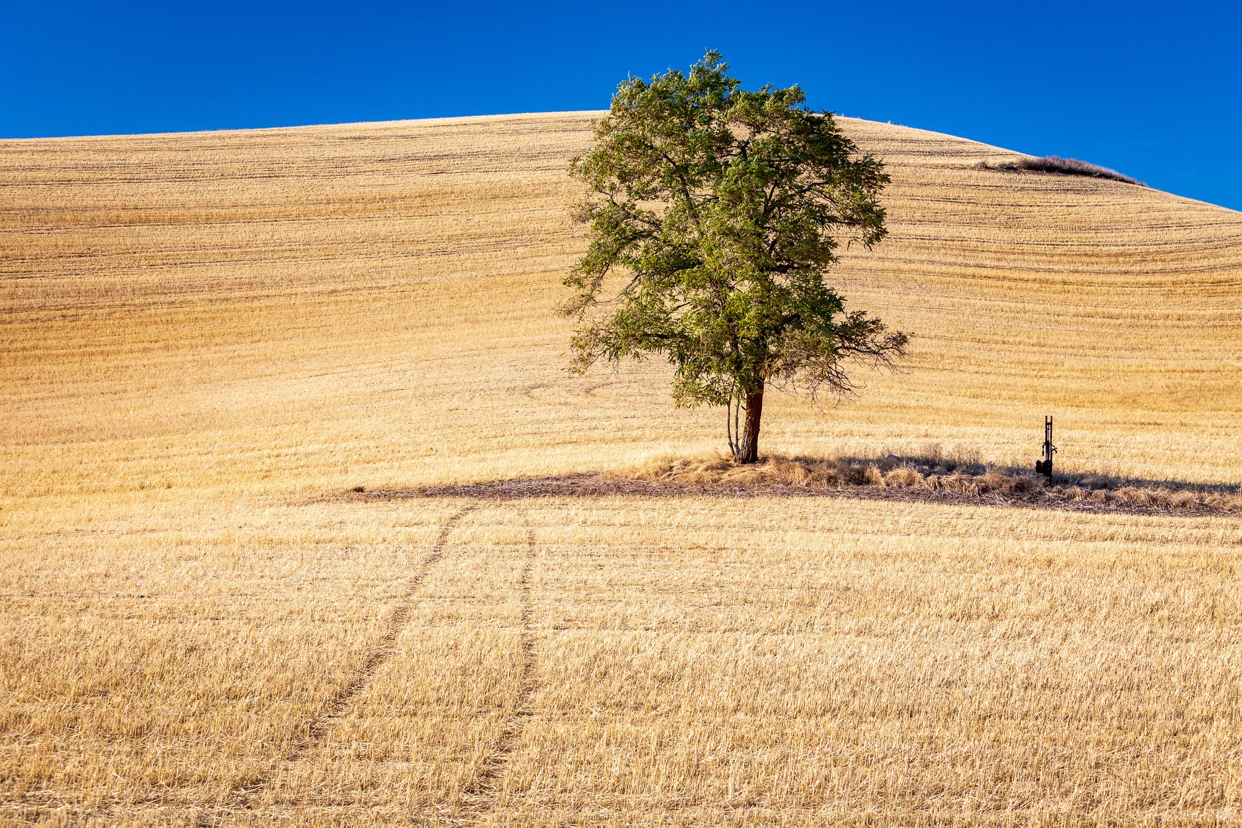 Image of Bald Butte Road Lone Tree by Joe Becker