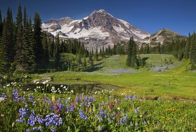 Wildflowers and Mount Rainier
