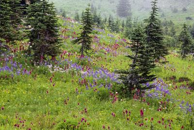 images of Mount Rainier National Park - Paradise Park