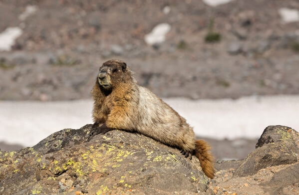 Sunbathing Marmot
