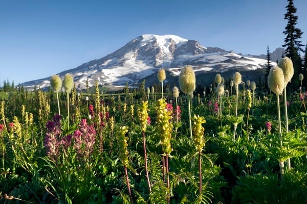 Western Anemone on Mazama Ridge