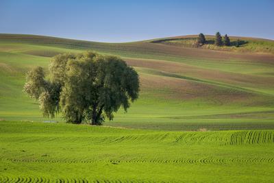 pictures of Palouse - Becker Road Lone Trees