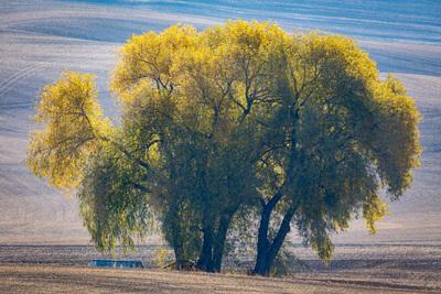 photos of Palouse - Becker Road Lone Trees