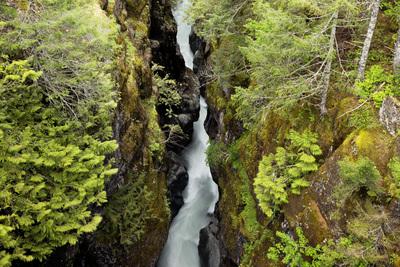 Picture of Box Canyon, Mount Rainier National Park - Box Canyon, Mount Rainier National Park