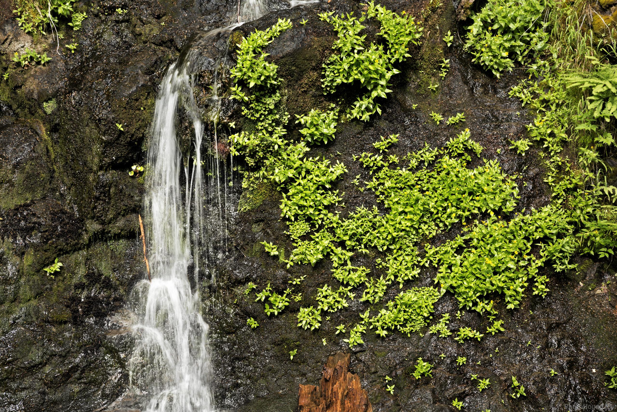 Image of Falls Creek Falls, Mount Rainier National Park by T. Kirkendall and V. Spring
