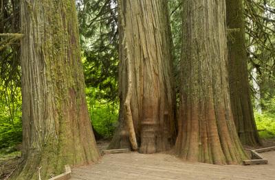 Photo of Grove of the Patriarchs, Mount Rainier National Park - Grove of the Patriarchs, Mount Rainier National Park