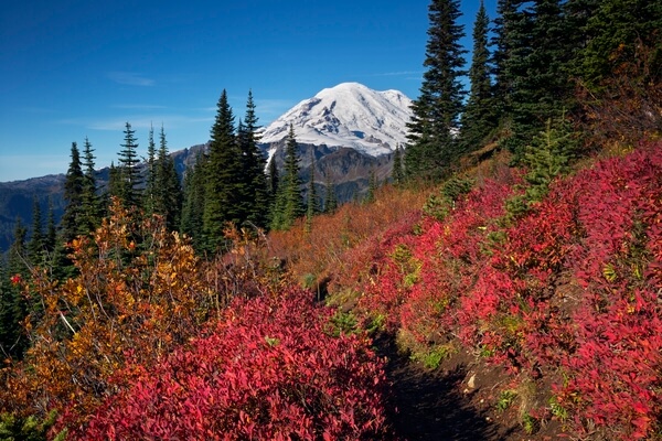Fall color along trail around Naches Peak