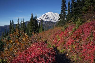 Fall color along trail around Naches Peak