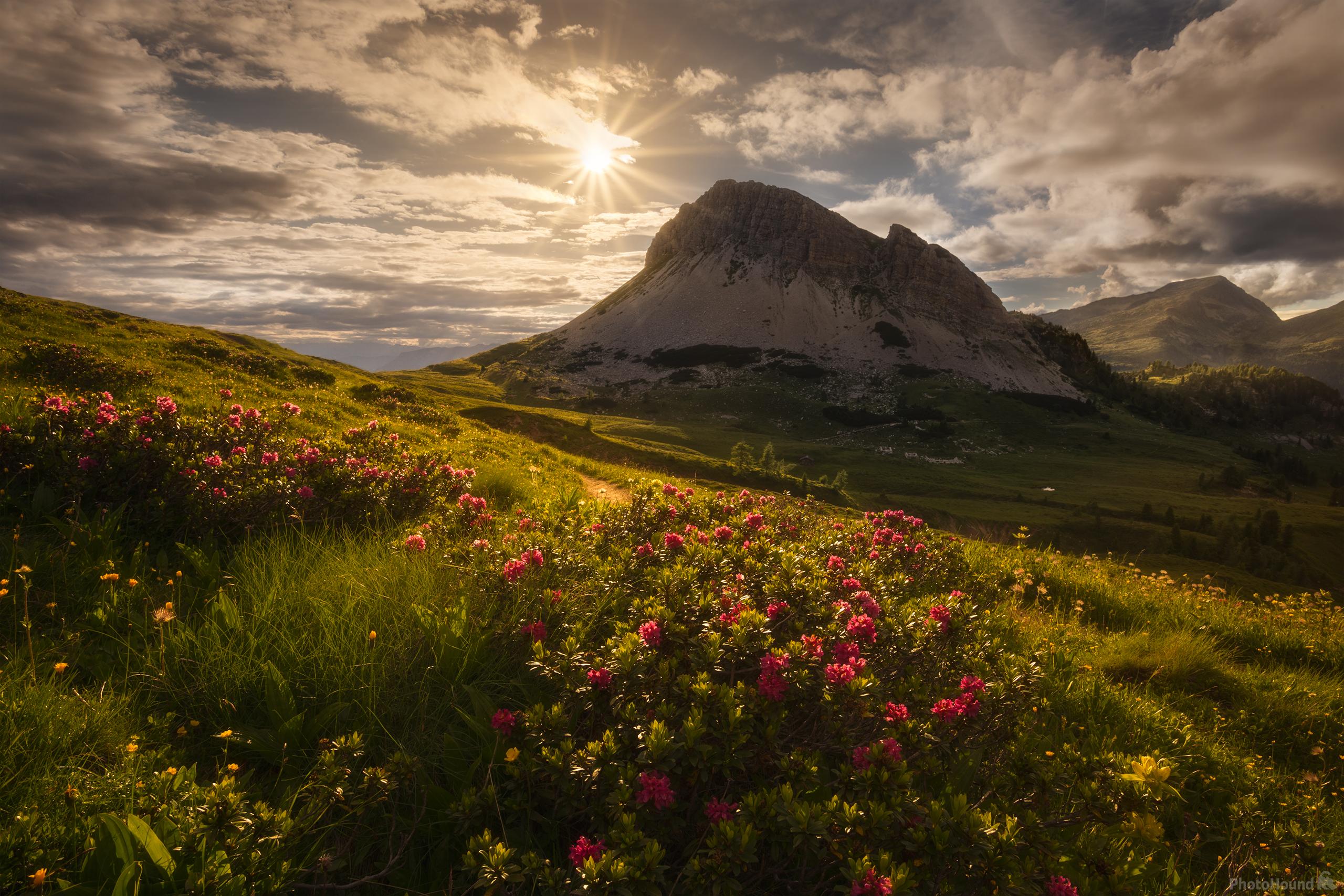 Image of Passo Rolle – Flowers by Dino Marsango