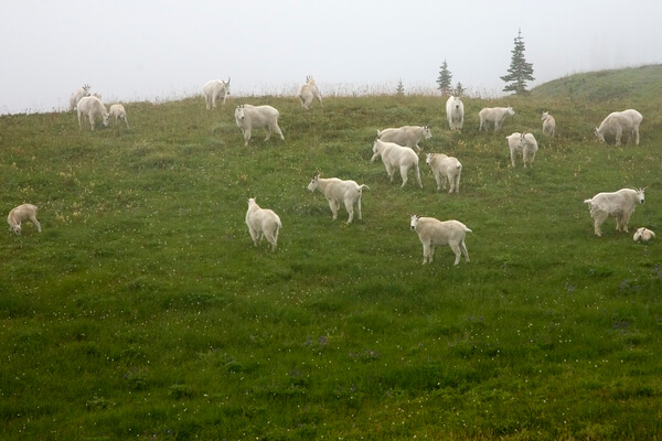 Mountain goats grazing near Indian Bar