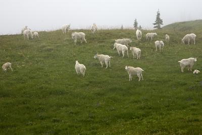 Mountain goats grazing near Indian Bar