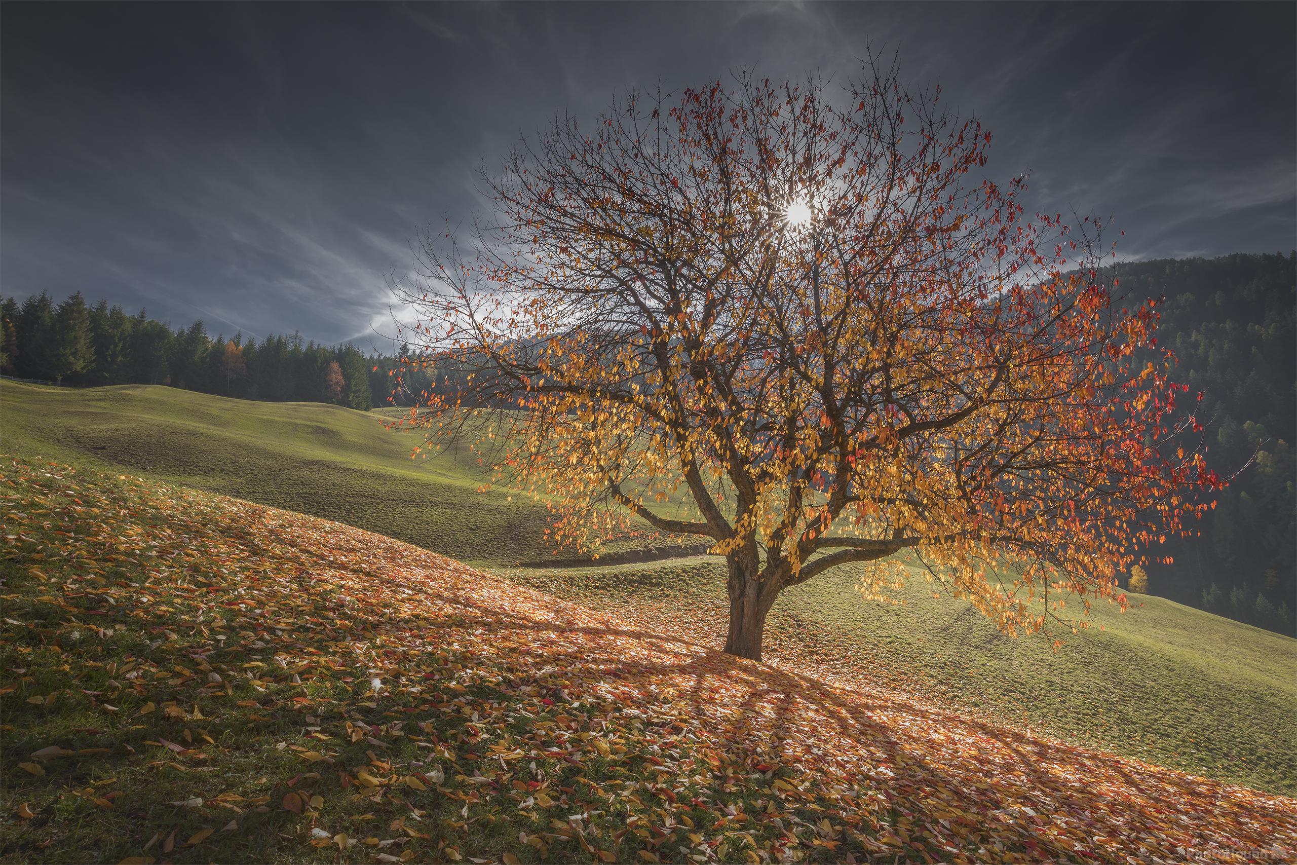 Image of Val di Funes - Cherry Tree by Dino Marsango