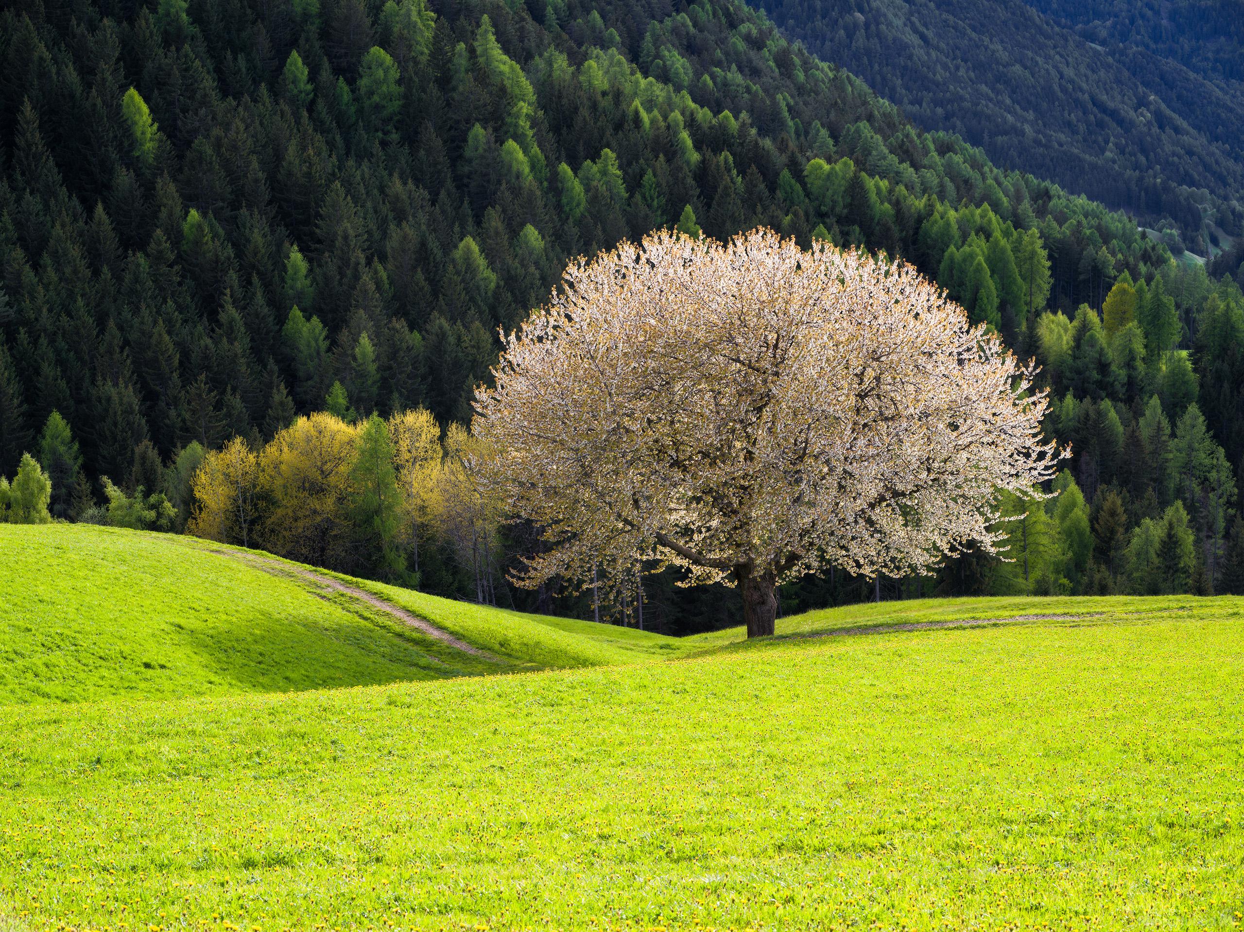 Image of Val di Funes - Cherry Tree by Luka Esenko