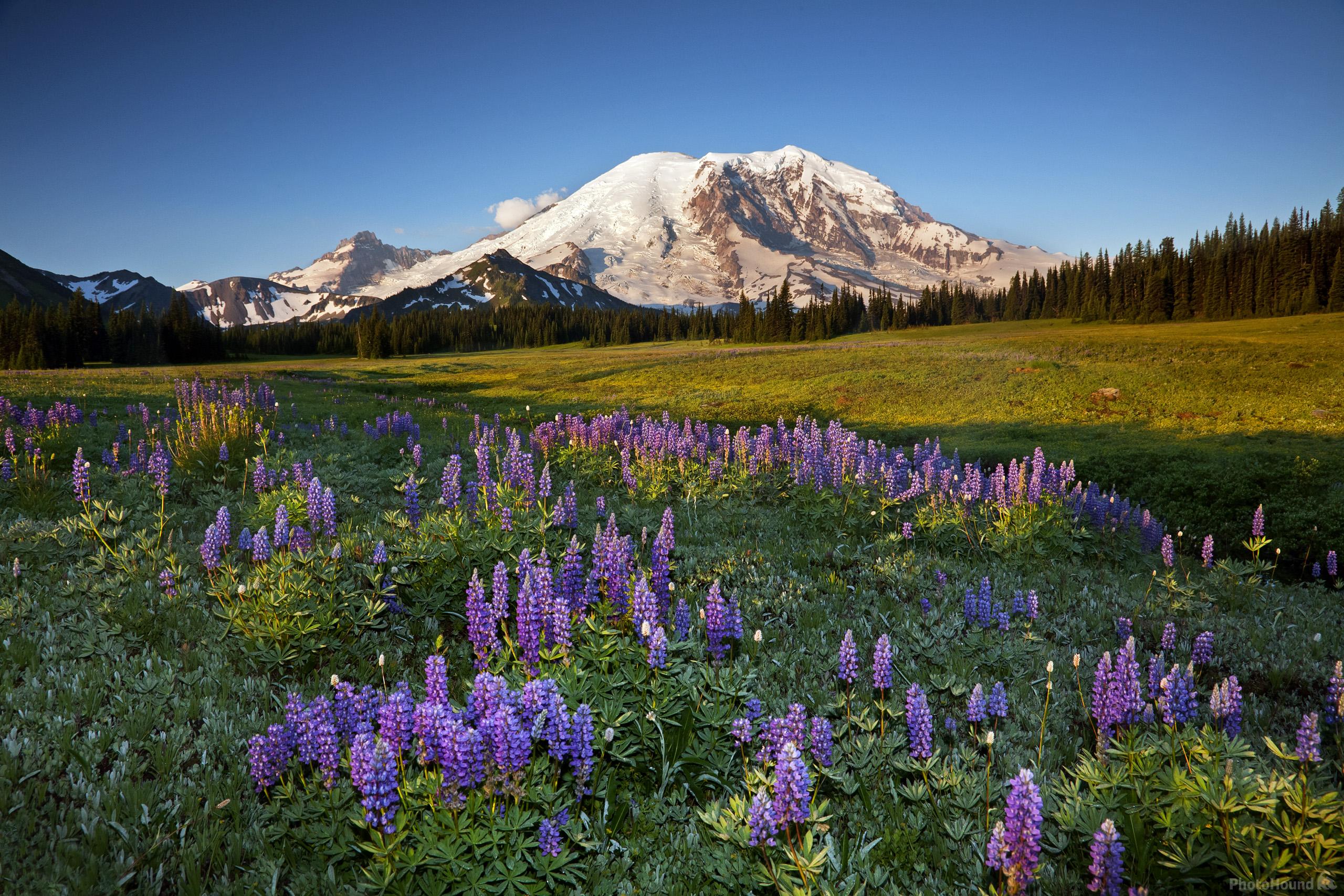 Image of Grand Park, Mount Rainier National Park by T. Kirkendall and V. Spring