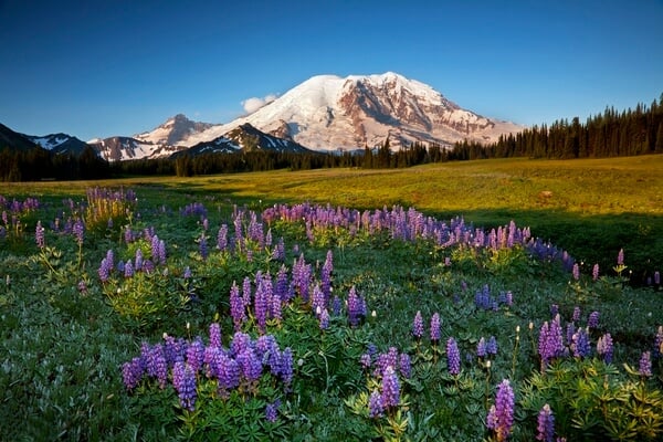 Lupine blooming at Grand Park