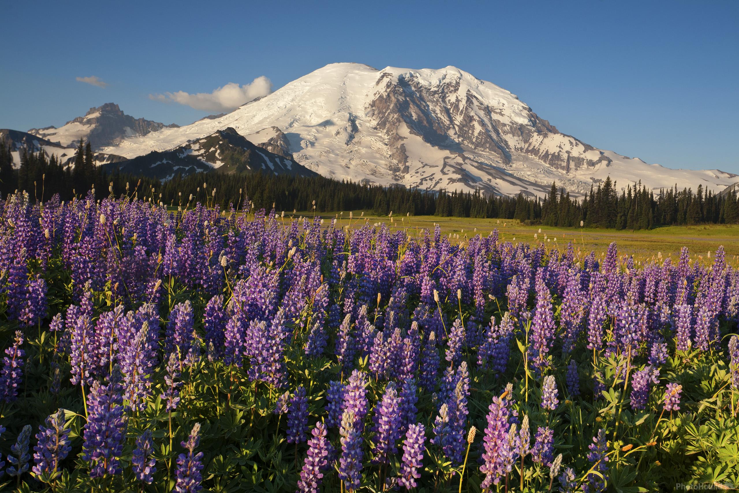 Image of Grand Park, Mount Rainier National Park by T. Kirkendall and V. Spring