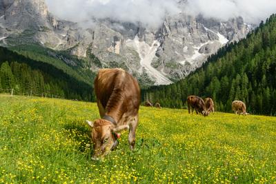 images of The Dolomites - Val Venegia