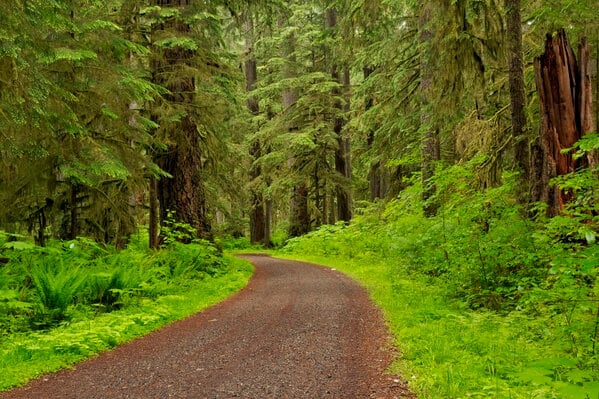 Old growth forest along Carbon River Road/Trail