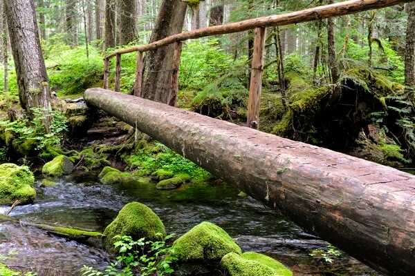 Log bridge over Ranger Creek