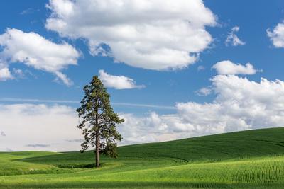 Palouse photo spots - Grinnell Road Lone Tree