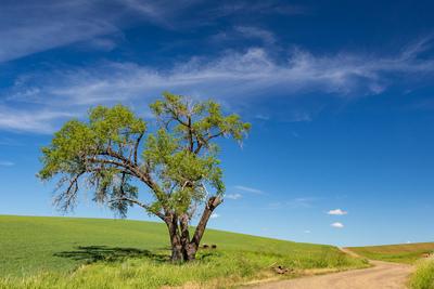 Palouse photography spots - JW Baylor Road Lone Tree