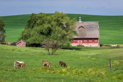 pictures of Palouse - LD Johnson Road Farm