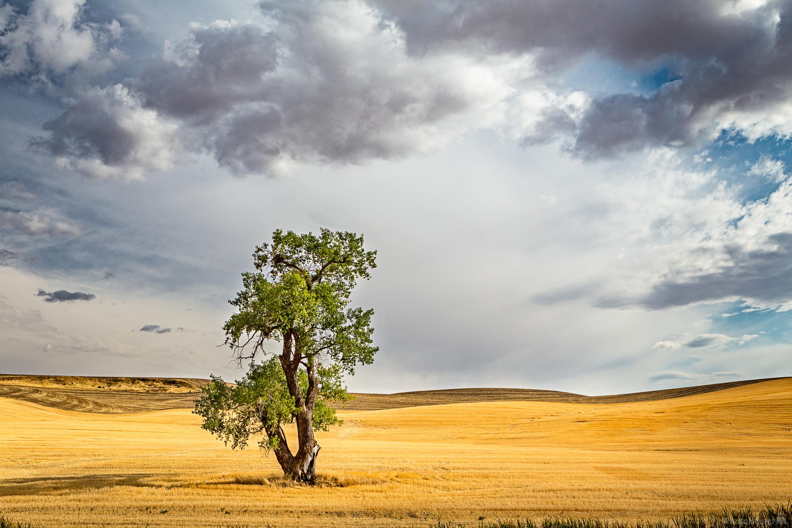 Image of May Road Lone Tree by Joe Becker