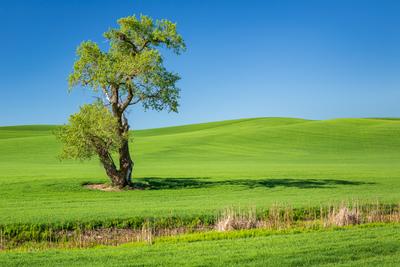 images of Palouse - May Road Lone Tree