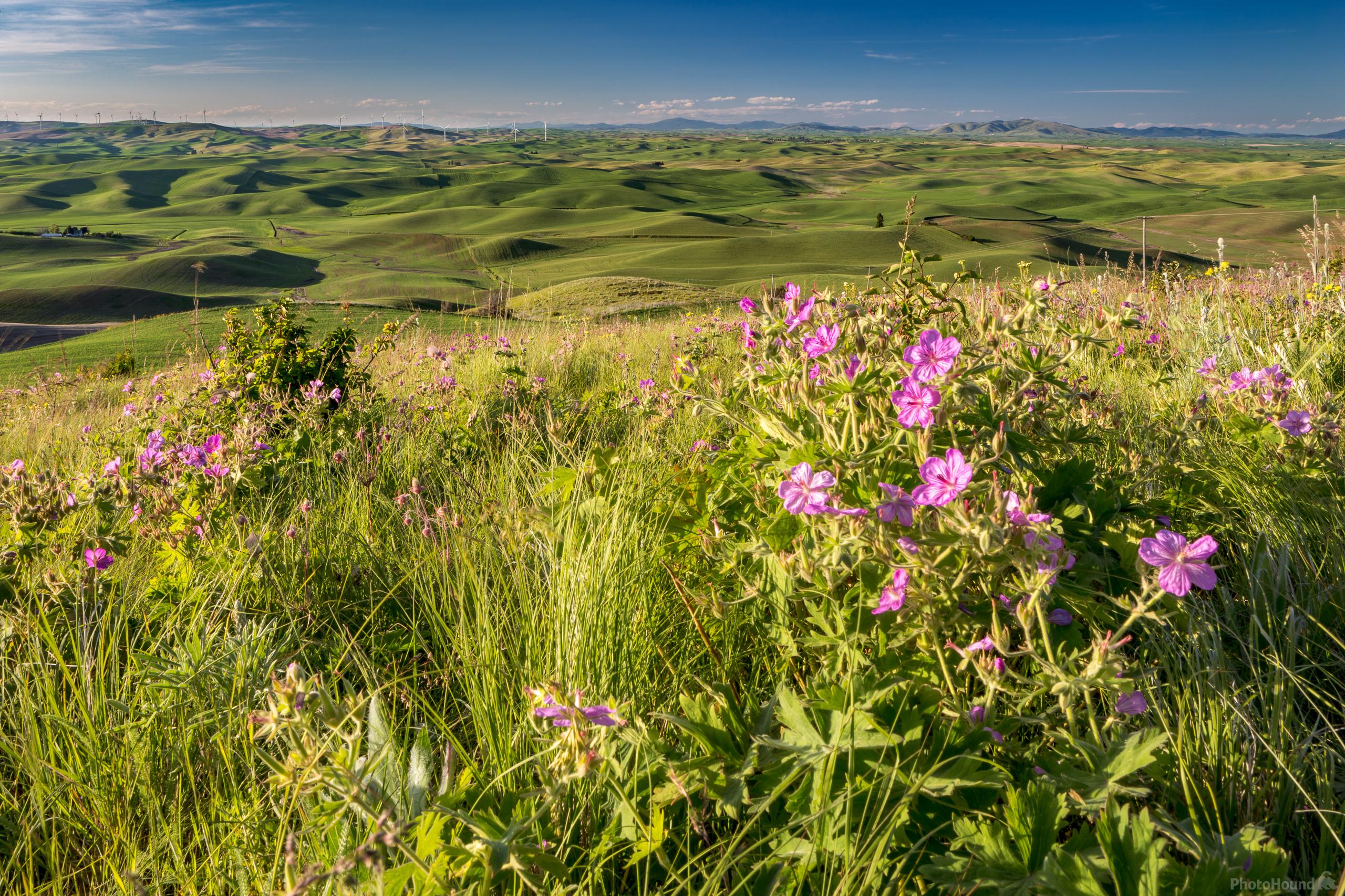 Image of North Steptoe Butte Viewpoints by Joe Becker