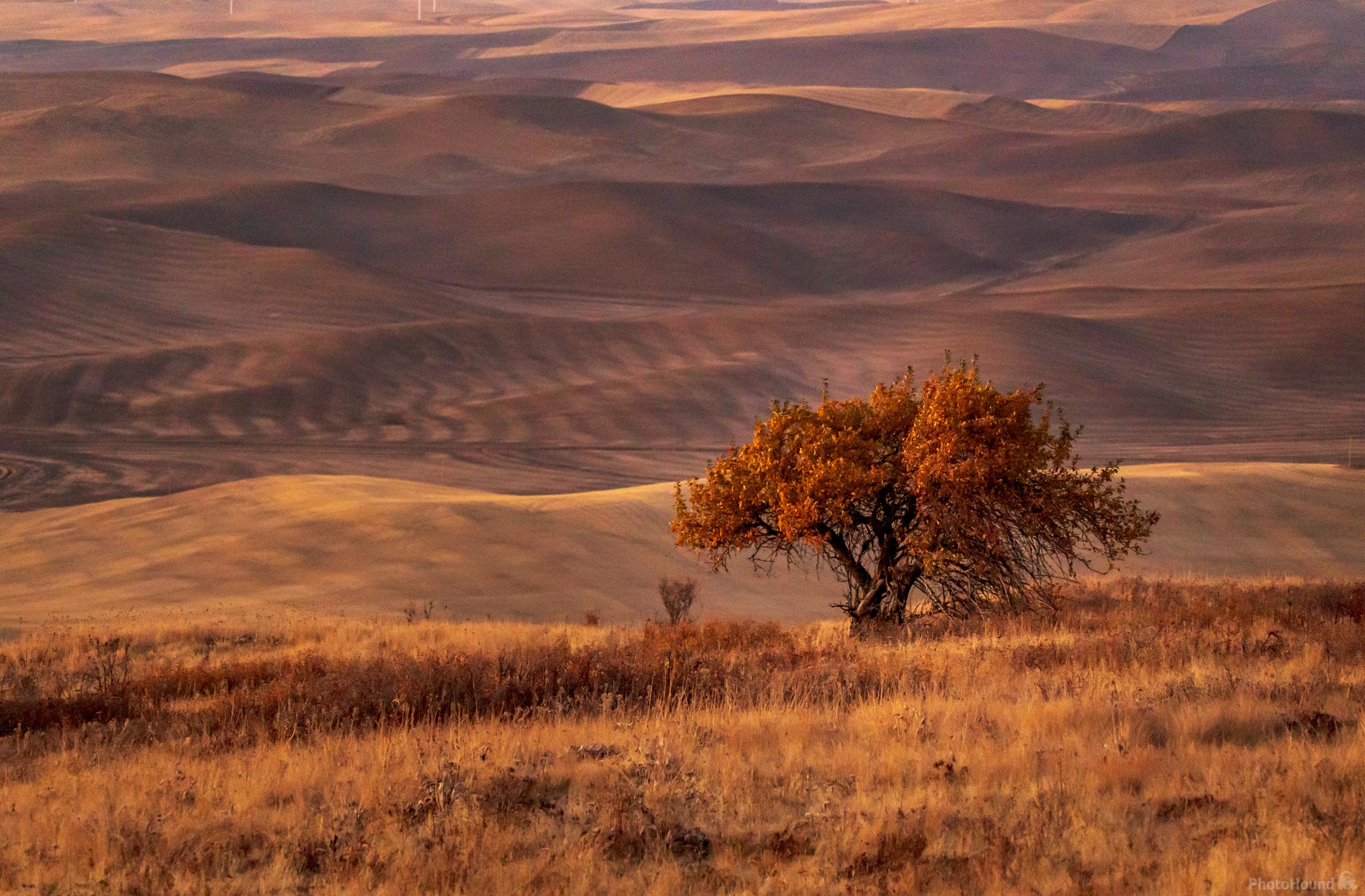Image of North Steptoe Butte Viewpoints by Joe Becker