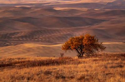 images of Palouse - North Steptoe Butte Viewpoints