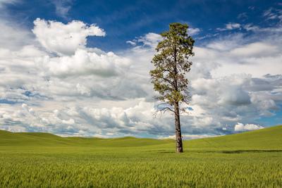 Whitman County photography locations - Patterson Road Lone Tree