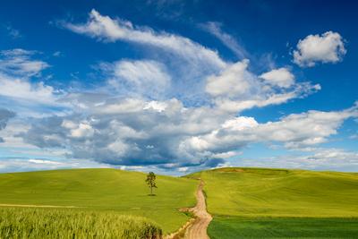 images of Palouse - Patterson Road Lone Tree