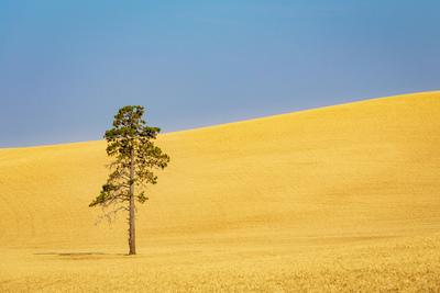 pictures of Palouse - Patterson Road Lone Tree