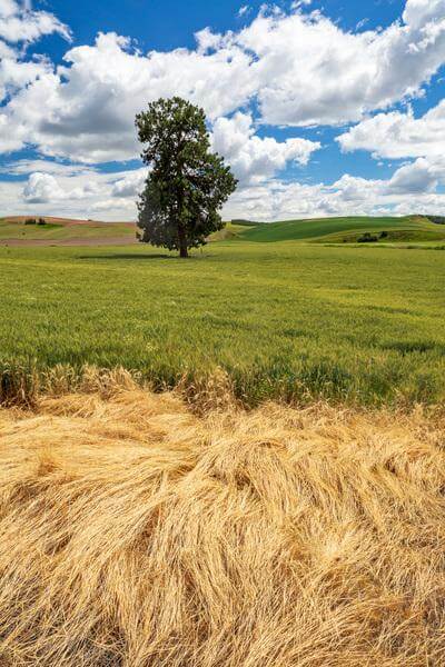 pictures of Palouse - St John Lone Tree