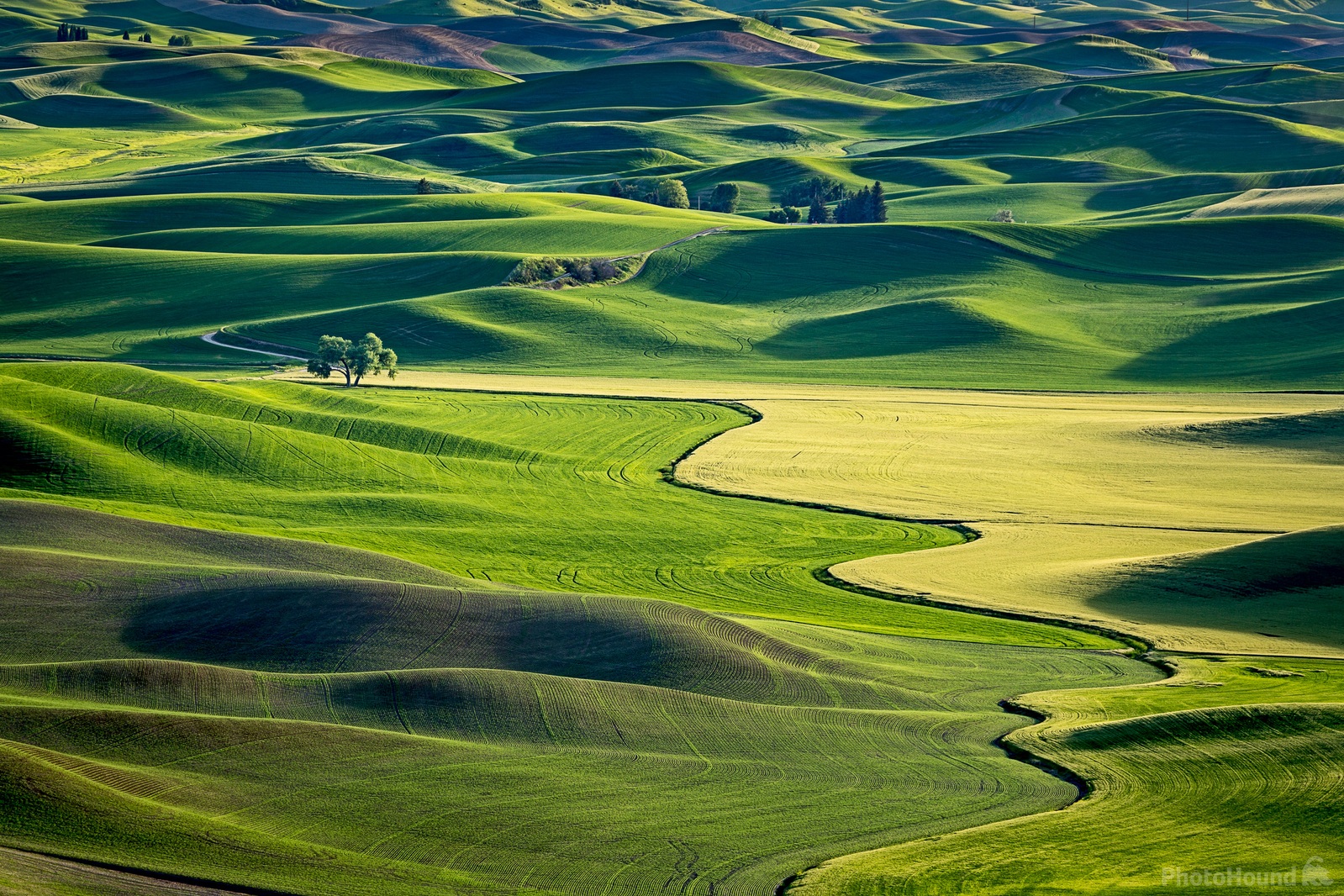 Image of West Steptoe Butte Viewpoint | 1003873