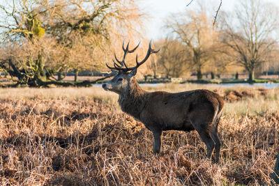 photo locations in Greater London - Heron Pond, Bushy Park