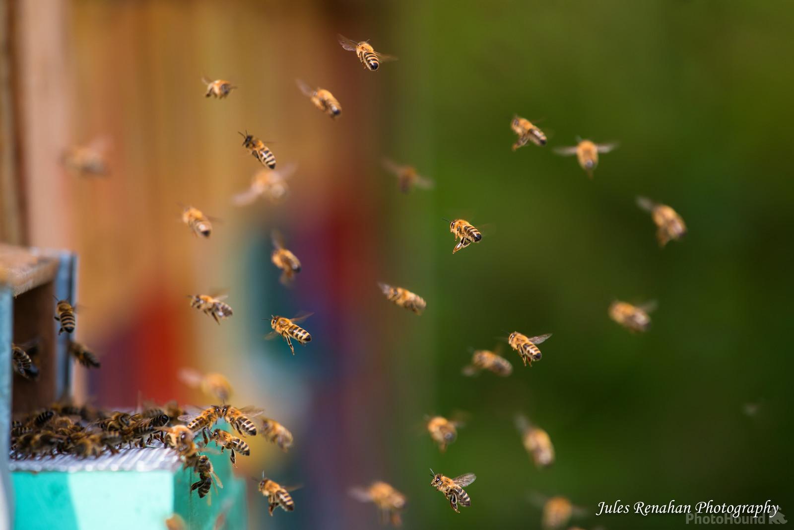 Image of Kralov med beehives by Jules Renahan
