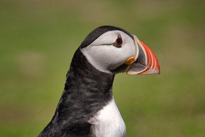 images of South Wales - Skomer Island - The Wick
