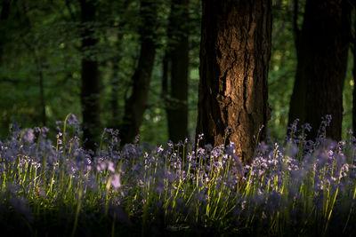 A low angle shot of the bluebells in spring.